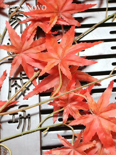 Мей -воздушное симуляция кленового листа листового дерева