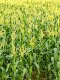 Artificial Corn Tree, Fake Corn Seedlings, Plastic Crops, Fake Corn Stalks, Rural Plants, Landscaping Decoration, Agricultural Crops