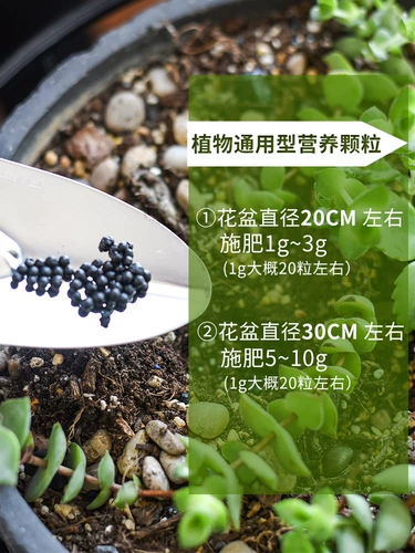 深邦 Садовый цветочный жир жир жир, Мерк Зеленая луперия