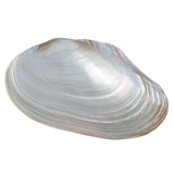 Натуральный большой реквизит для фотографии, аквариум, аксессуар, обеденная тарелка