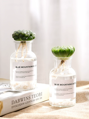 Плохое гидропонная нефритовая бутылка завода Небольшой горшечный зеленый завод бутик редкие сорта Комбинация дорогих мясных комнат