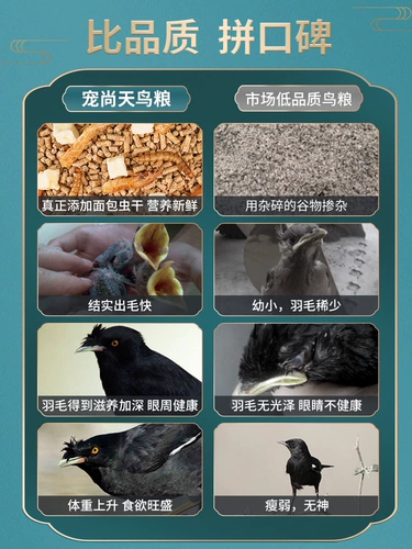 Ge Ge Feed Bird Feed, Brother Special Food, Bird Feater Black Eight Dhorr