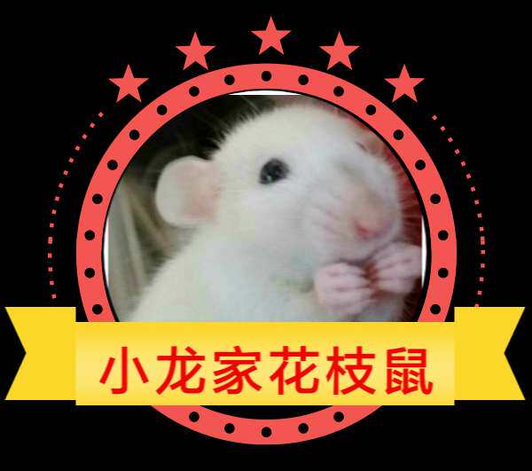 成年花枝鼠活体种公种母花枝鼠繁殖组哈士奇成年花枝鼠大白鼠活物