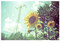 New Products Sold Through Japan’s I.t.com Brand Are Available Every Day~~~