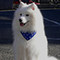 Golden Sunshine Pet Products