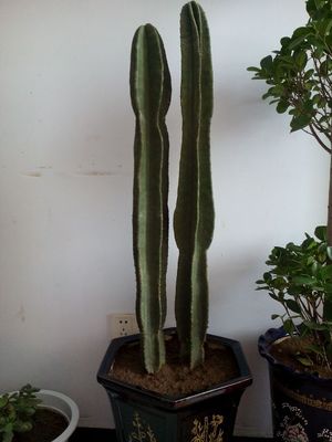 包邮仙人柱 量天尺 仙人掌 无刺天轮柱 盆栽植物 抗防辐射 将军柱