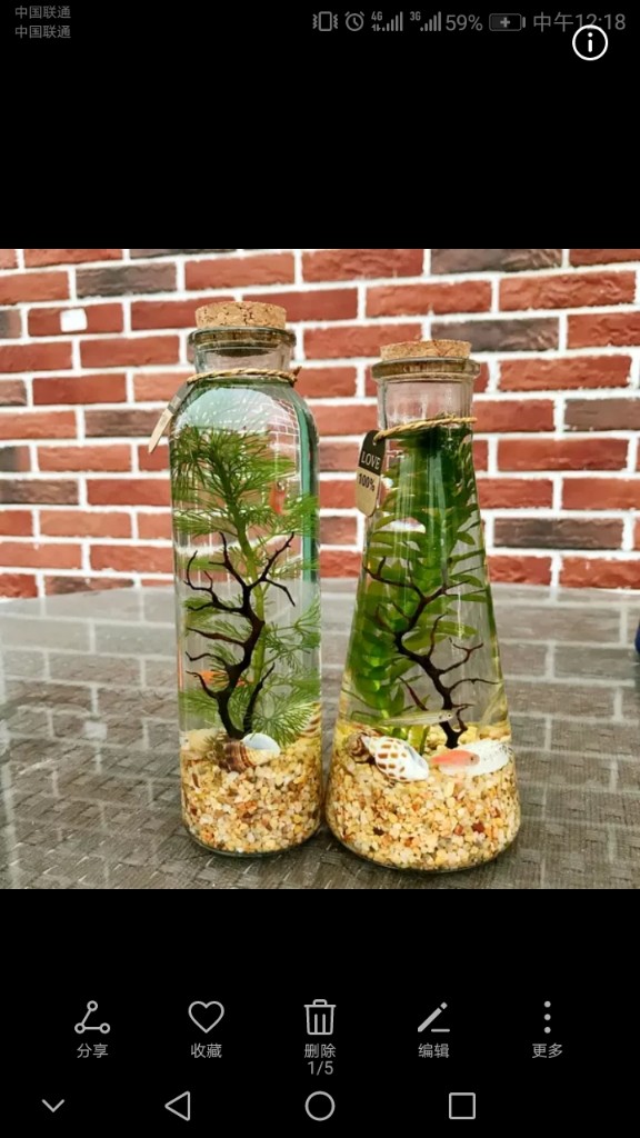 水族心愿部落生态瓶