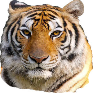 中原佳杰数码专营店