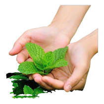 Edible mint seeds spearmint lemon seedlings catmint seeds for all seasons sowing indoor balcony potted flower seeds