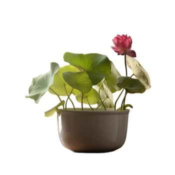 Bowl lotus hydroponic plant flower flower indoor ງ່າຍ​ທີ່​ຈະ​ປູກ​ສີ່​ລະ​ດູ​ການ​ອອກ​ດອກ​ເມັດ​ພືດ​ນ​້​ໍ​າ​ປູກ lotus potted ຫ້ອງ​ດໍາ​ລົງ​ຊີ​ວິດ​ນ​້​ໍ​າ lily