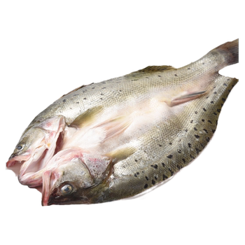 Fresh open back sea bass, live fish freshly killed