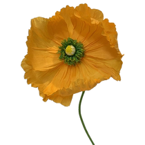 Large Flower Template Tutorial Large Crepe Paper Flower Organza Flower Silk Flower Tutorial Teaching Template Paper