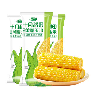 Fresh yellow waxy corn in rice fields in October with fresh sticky glutinous aroma