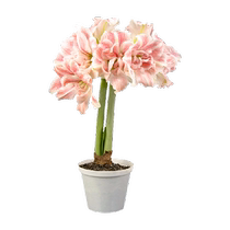 Hongyue imports Peruvian double-petaled amaryllis bulbs for indoor and outdoor four-season flowering potted flowers.