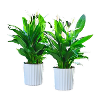 (One piece) White palm potted hydroponic plants are easy to grow indoors flowers and green plants are smooth sailing living room balcony
