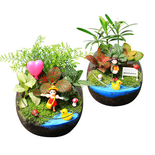 10cm desktop moss micro landscape small flower potted plant fresh