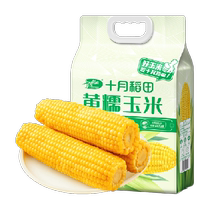 !十月稻田黄糯玉米220g*8玉米早餐粗粮低脂粘黏甜软新鲜苞米