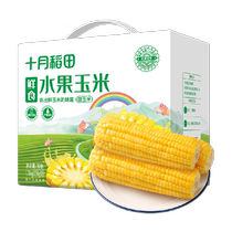 October rice field corn fruit corn 1 76kg*1 box