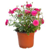 Pomegranate Autumn Dance Rose Flower Large Seedling Courtyard Balcony Rose Light Fragrance Multi-headed Four Seasons Potted Flowers and Green Plants