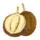 Shiboshi Malaysia Golden Phoenix Durian