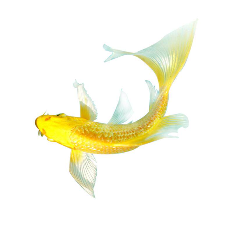 Ornamental fish, goldfish, small freshwater and live-resistant cold water fish