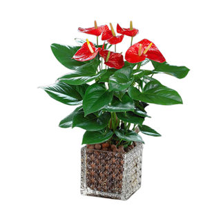 Hydroponic anthurium white palm potted plants are smooth sailing flower plants indoors are good for green plants and good luck to bloom in four seasons