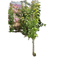 Green plum seedlings green plum trees plum saplings black plum trees fruit trees sour plums southern planting authentic grafted courtyard large fruit seedlings