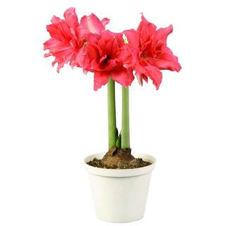 Autumn amaryllis imported seed bulb package matching version