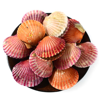 Freshly caught scallops, 10 jins packed