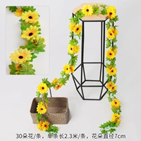 30 Солнце Цветок Тенг 2