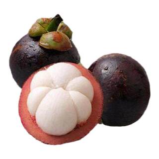 Seedless mangosteen saplings bear fruit in the current year