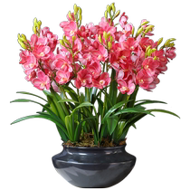 High-end large potted cymbidium orchid simulated flower arrangement living room home furnishings front desk decoration butterfly orchid artificial flowers