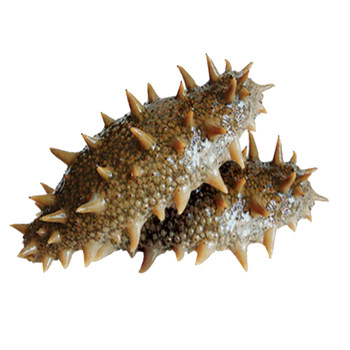 Watch the bay, dalian’s sea-caught fresh sea cucumbers are delivered to your home