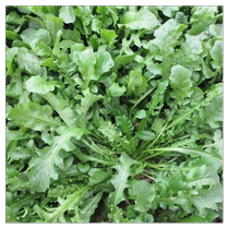 Pure wild shepherds purse seeds special vegetable wild vegetable seeds farm-grown old variety vegetable seeds sown in spring and four seasons