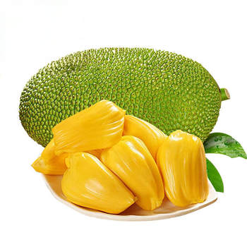 Hainan yellow flesh jackfruit old tree big fruit