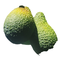 Yunnan Fresh Avocado Fruit Hass Avocado Large Fruit Freshly Picked Seasonal Domestic Grown Fruit Big Mac