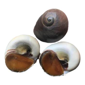 6 pounds of fresh cat's eye snails, large size fragrant snails spit on the sofa
