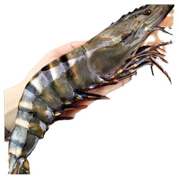 Thousands of people snapped up! extra large fresh whole black tiger prawns