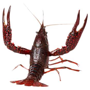 5 pounds 567 yuan hubei crayfish fresh fresh water shrimp freshwater extra large qianjiang green and red shell shrimp live shrimp