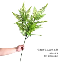 Симуляция Гаози Император Ферн папоротник