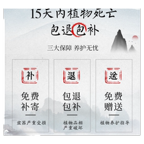 Bodhi tree potted small hope bodhi bonsai with fruit Chinese Zen table decoration indoor creative good green plant