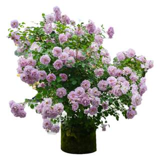 Heidi's garden rose seedlings potted seedlings climbing vine rose juice balcony multi-season flowering ground planting seedlings