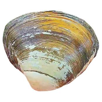 Free shipping for 2 pieces of fresh arctic clams 500g shipped from dalian