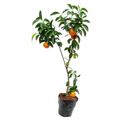 Sugar orange saplings ground potted plants in the south and north planting orange citrus fruit tree seedlings sugar orange courtyard authentic