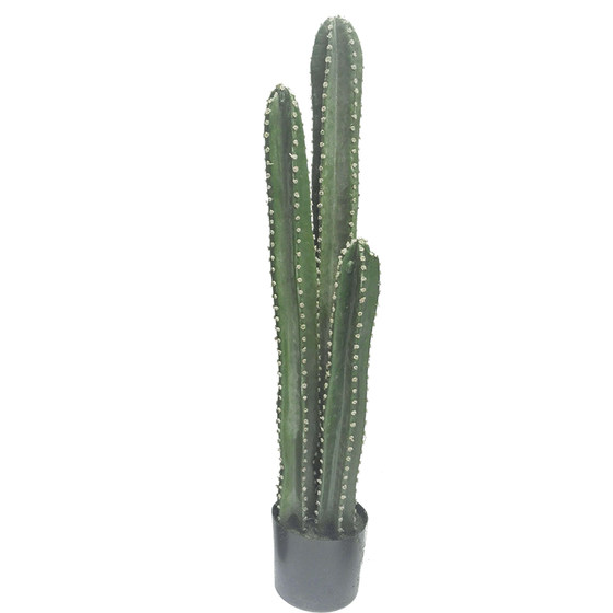 Nordic plants large floor-to-ceiling tropical display window home