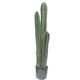 Nordic plants large floor-to-ceiling tropical display window home
