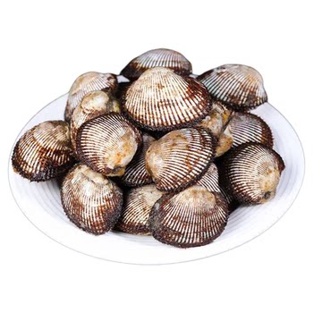 Sf cold chain dalian authentic hairy clams wild hairy clams shellfish fresh seafood fresh aquatic red scallops dalian fa