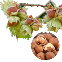 Hazelnut tree saplings Northeastern large hazelnut seedlings cold-resistant authentic wild fruit tree potted plants in the north will bear fruit in the same year