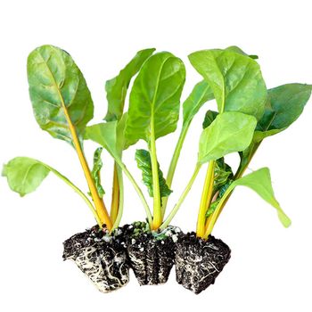 Red and yellow beet seedlings with leaves are cold and heat resistant