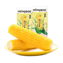(New corn in 2023) Northeast Farmers Sisters ready-to-eat fruit sweet corn ears 8 sweet crispy and juicy meal replacement